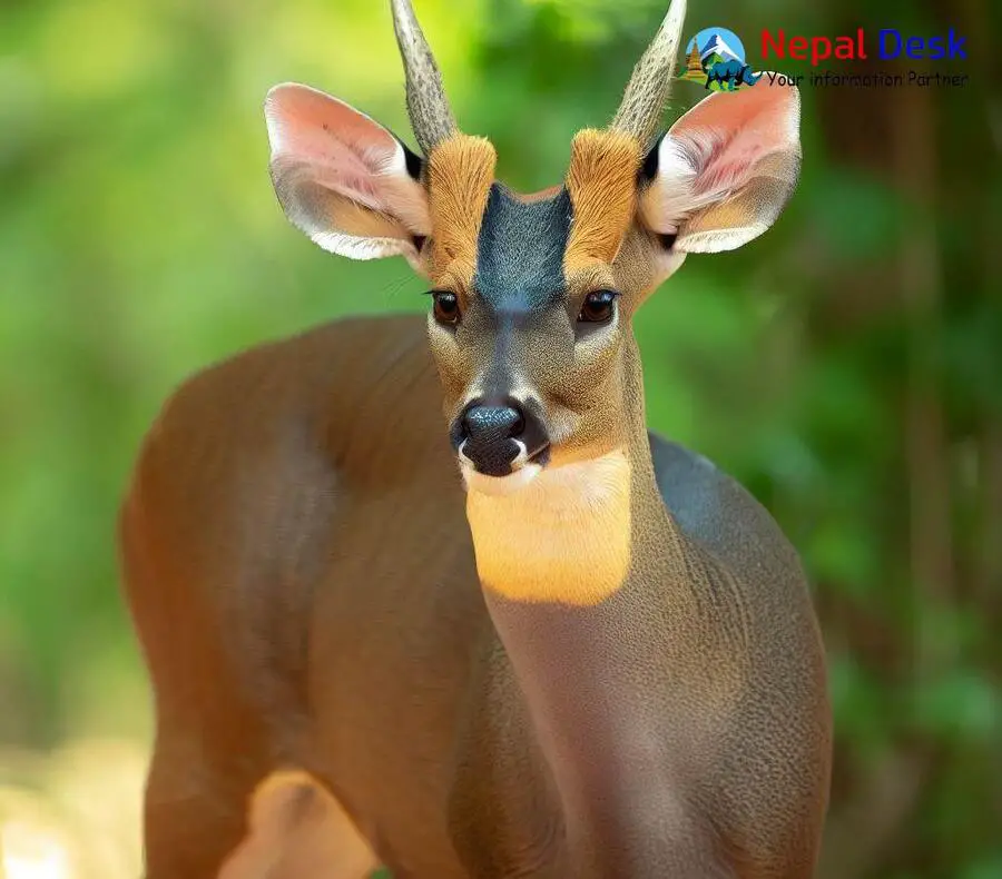 Indian muntjac deals